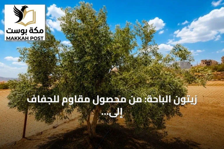 زيتون الباحة: من محصول مقاوم للجفاف إلى استثمار بيئي مستدام في جبال السروات