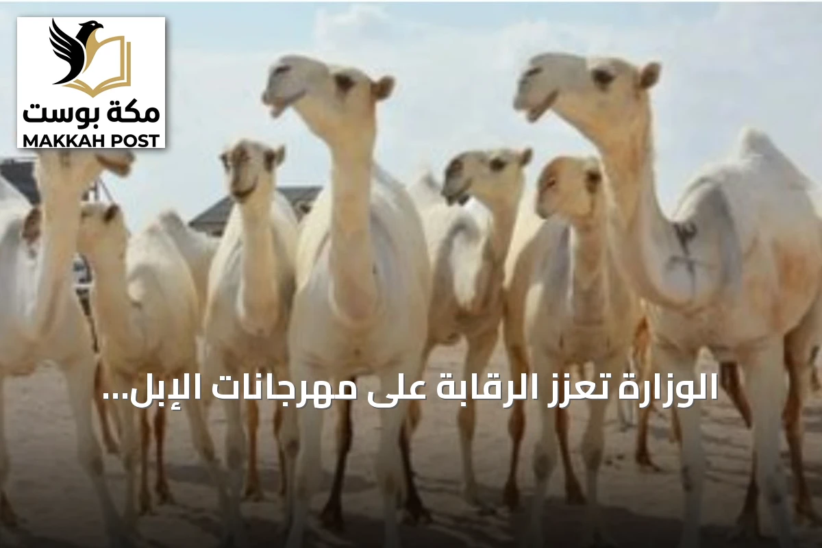 الوزارة تُعزز الرقابة على مهرجانات الإبل وتحدد عقوبات صارمة لإيذاء الماشية