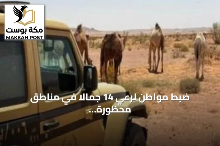 ضبط مواطن لرعي 14 جمالًا في مناطق محظورة بمحمية الملك عبدالعزيز