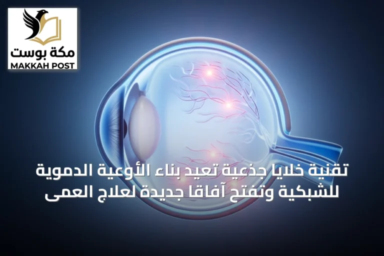 تقنية خلايا جذعية تُعيد بناء الأوعية الدموية للشبكية وتفتح آفاقاً جديدة لعلاج العمى