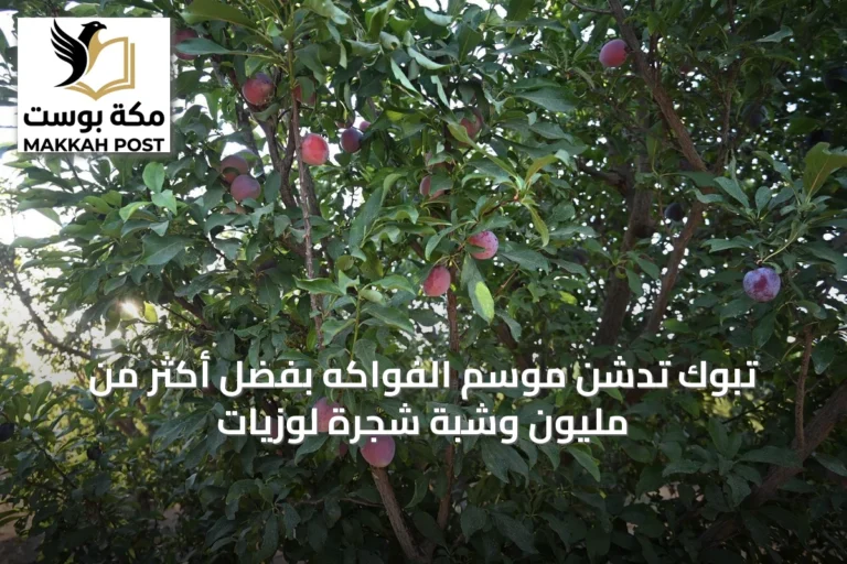 تبوك تدشن موسم الفواكه بفضل أكثر من مليون وشبة شجرة لوزيات