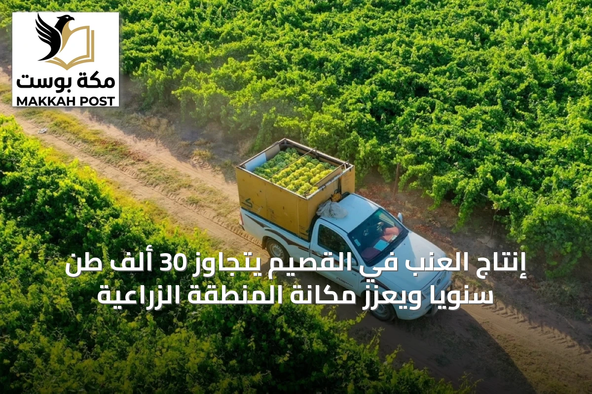 إنتاج العنب في القصيم يتجاوز 30 ألف طن سنوياً ويعزز مكانة المنطقة الزراعية