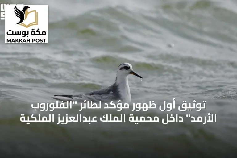 توثيق أول ظهور مؤكد لطائر "الفلوروب الأرمد" داخل محمية الملك عبدالعزيز الملكية