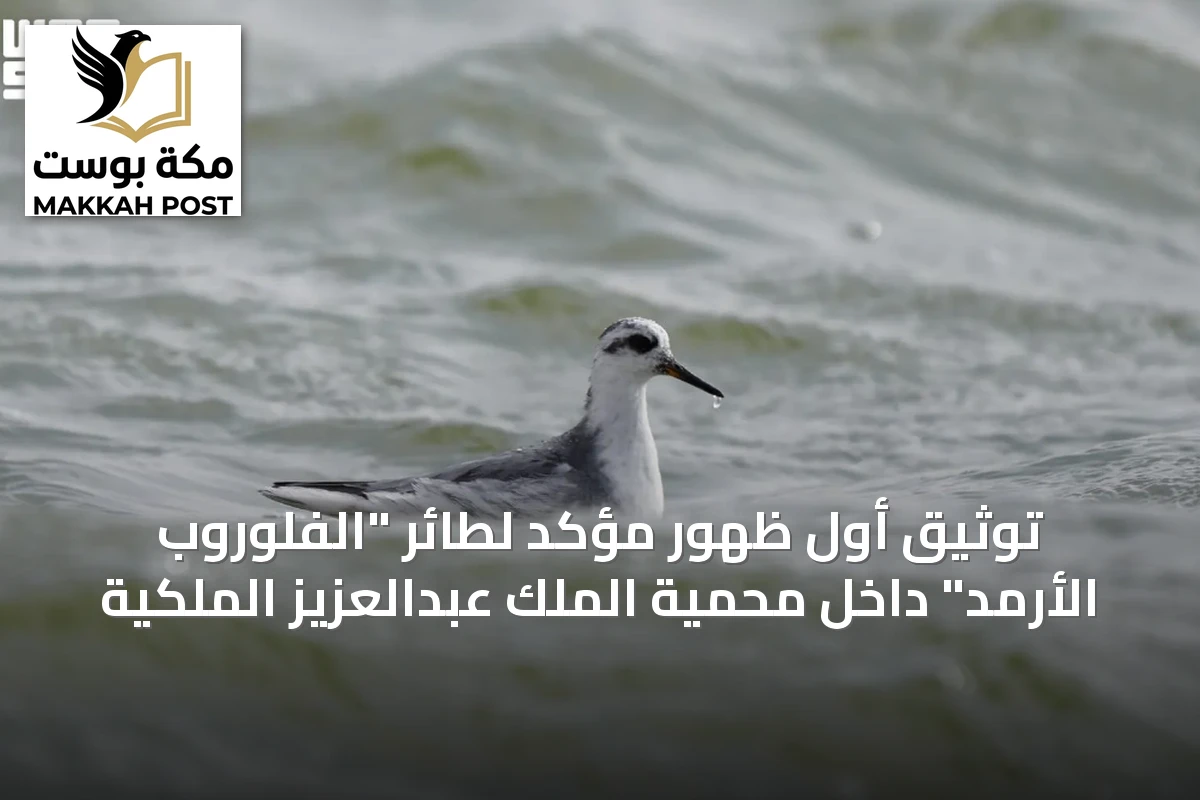 توثيق أول ظهور مؤكد لطائر "الفلوروب الأرمد" داخل محمية الملك عبدالعزيز الملكية