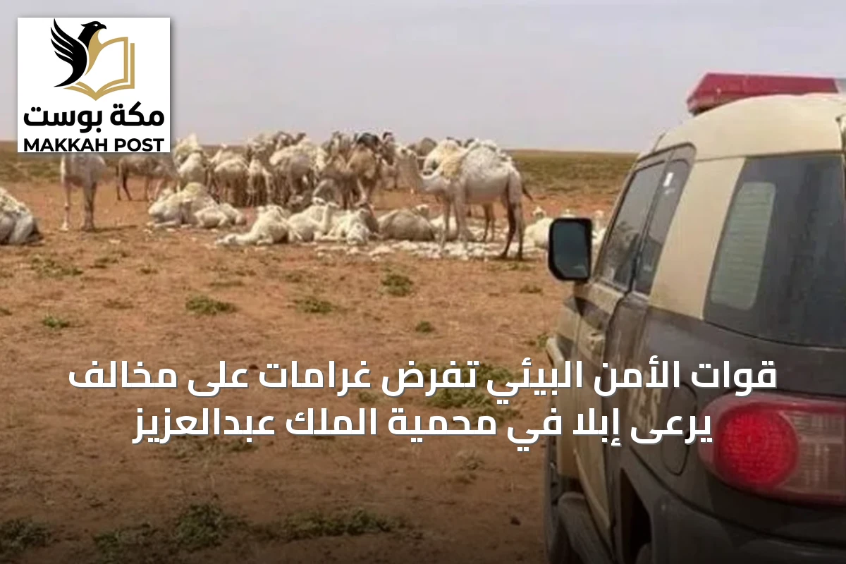 قوات الأمن البيئي تفرض غرامات على مخالف يرعى إبلًا في محمية الملك عبدالعزيز
