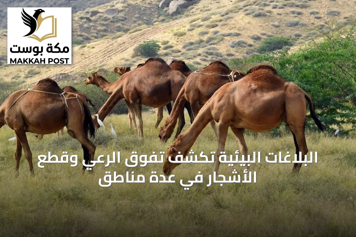 البلاغات البيئية تكشف تفوق الرعي وقطع الأشجار في عدة مناطق