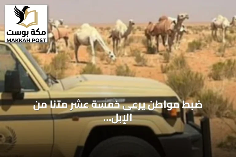 ضبط مواطن يرعى خمسة عشر متنًا من الإبل داخل محمية الإمام تركي بن Abdullah