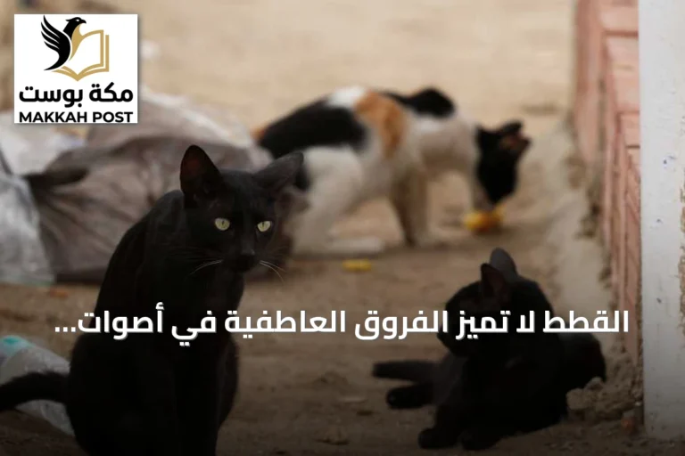 القطط لا تميز الفروق العاطفية في أصوات البشر