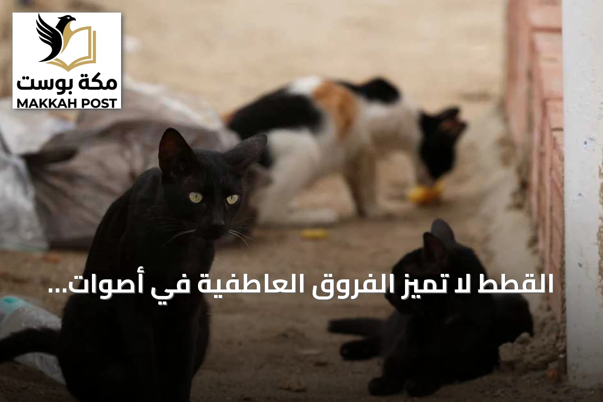 القطط لا تميز الفروق العاطفية في أصوات البشر