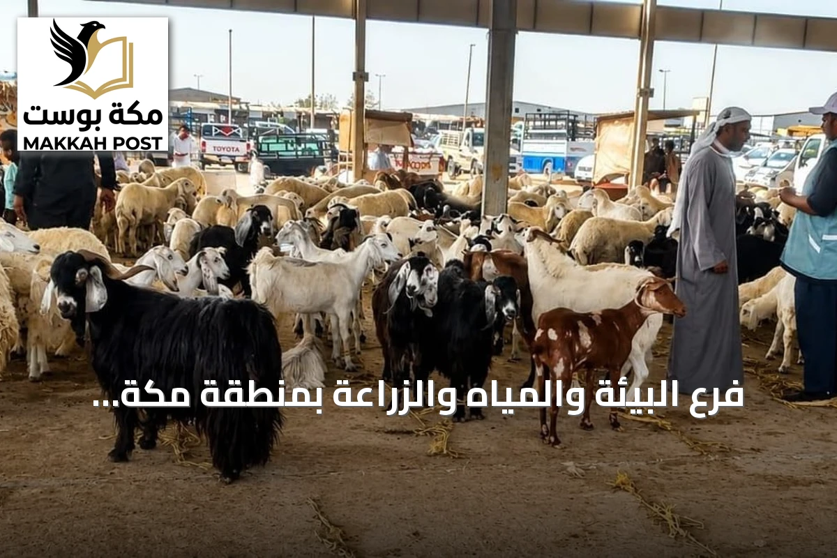 فرع البيئة والمياه والزراعة بمنطقة مكة يرفع مستوى الرقابة على أسواق الماشية