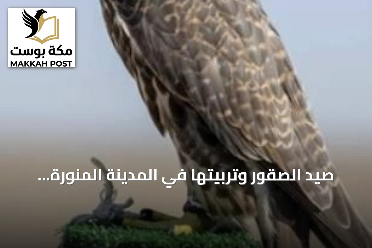 صيد الصقور وتربيتها في المدينة المنورة: إرث أصيل يتجدد