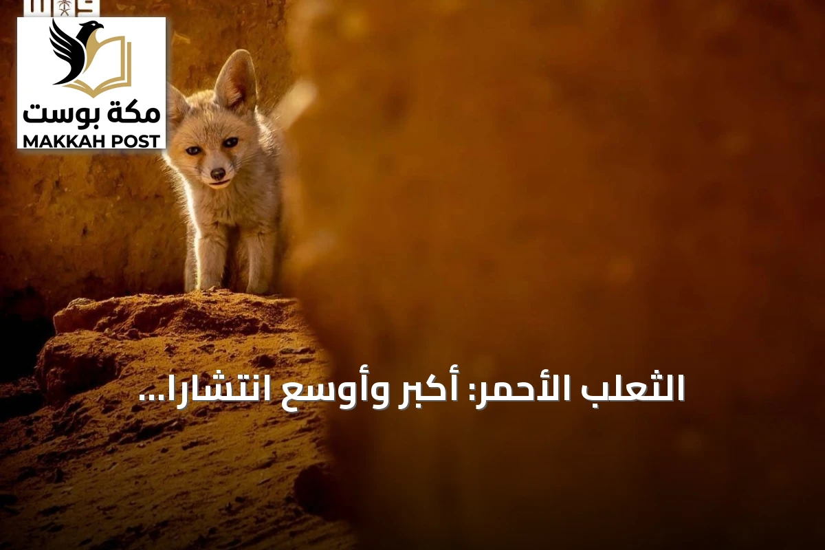 الثعلب الأحمر: أكبر وأوسع انتشاراً للثعالب البرية في السعودية