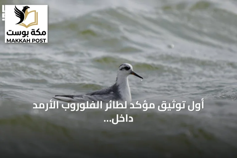 أول توثيق مؤكد لطائر الفلوروب الأرمد داخل محمية الملك عبدالعزيز الملكية