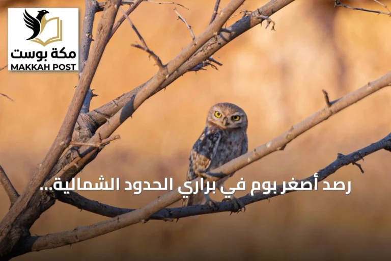 رصد أصغر بوم في براري الحدود الشمالية يكشف عن ثراء التنوع البيئي