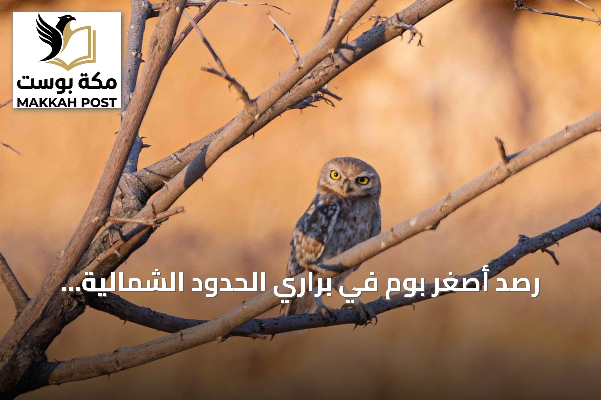 رصد أصغر بوم في براري الحدود الشمالية يكشف عن ثراء التنوع البيئي