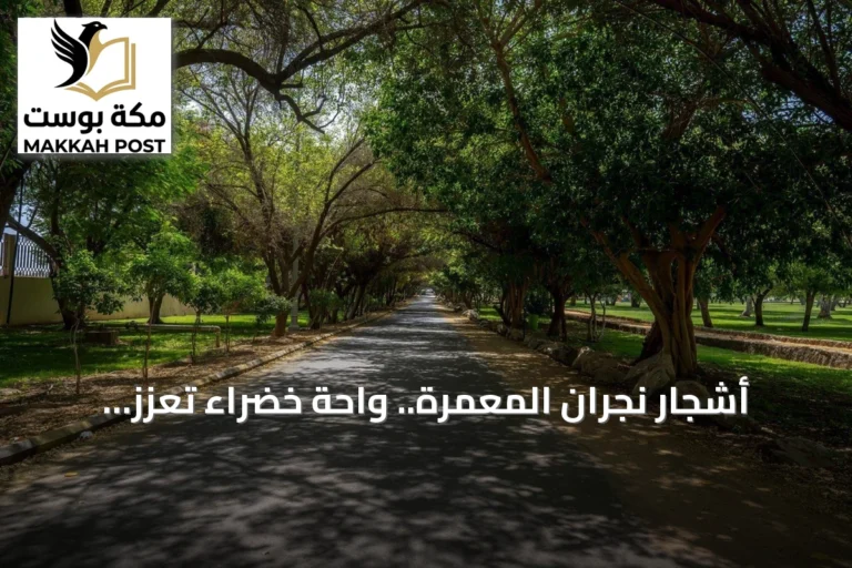 أشجار نجران المعمرة.. واحة خضراء تُعزز الاستدامة وتجذب المتنزهين