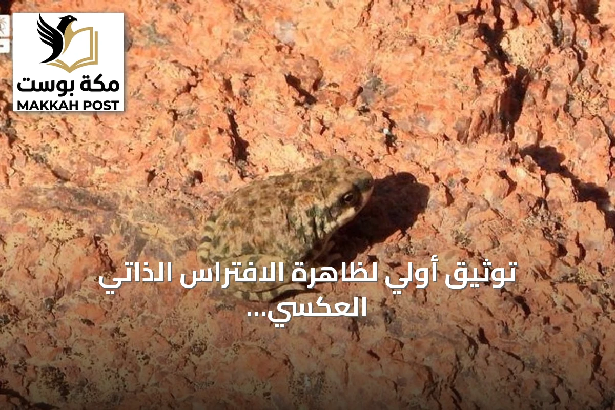 توثيق أولي لظاهرة الافتراس الذاتي العكسي لدى العلجوم العربي في محمية الملك سلمان