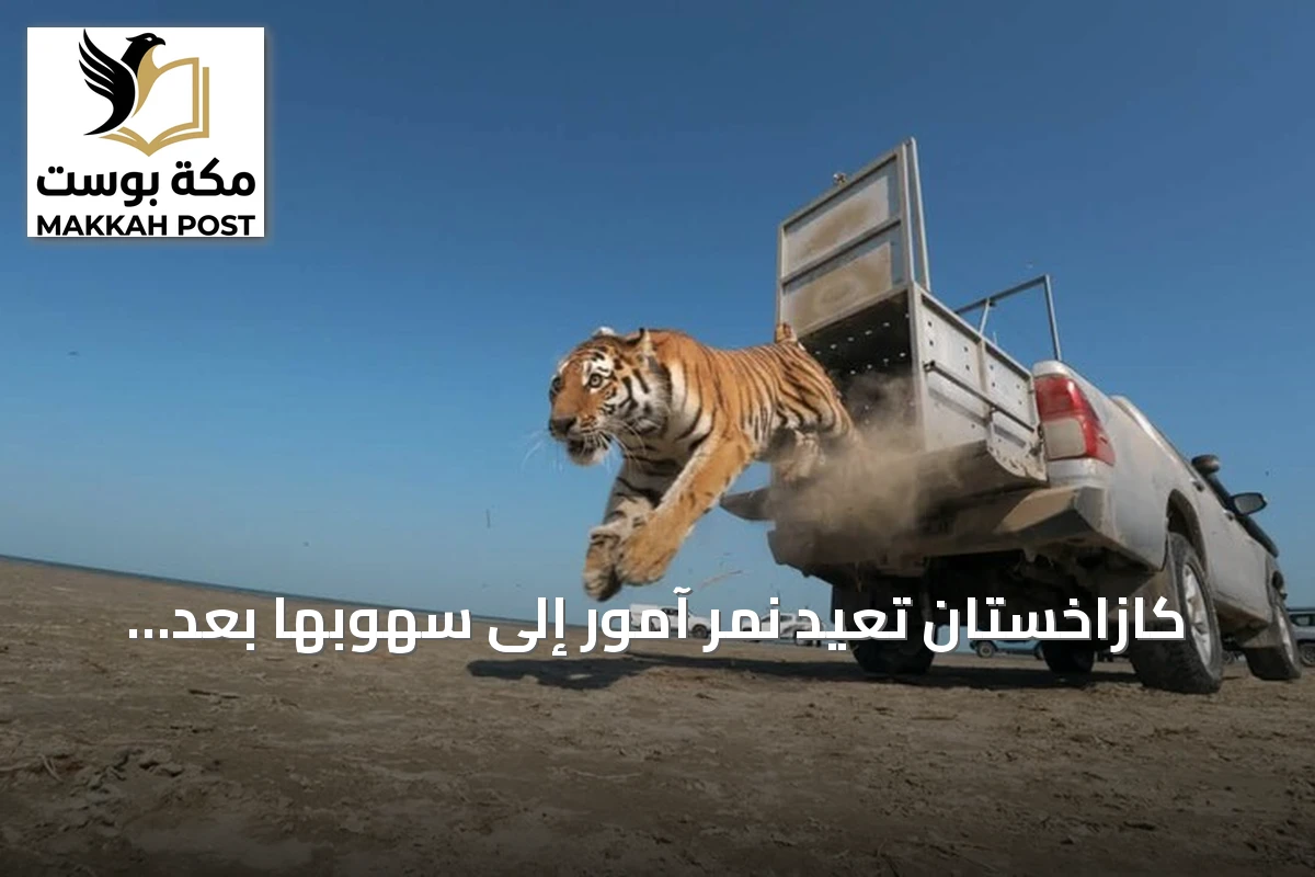 كازاخستان تُعيد نمر آمور إلى سهوبها بعد غياب سبعة عقود