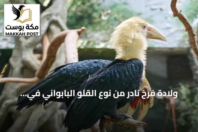 ولادة فرخ نادر من نوع القلو البابواني في حديقة حيوان موسكو