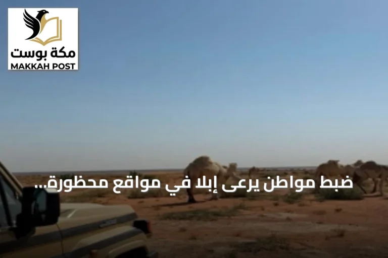 ضبط مواطن يرعى إبلًا في مواقع محظورة بمحمية الملك عبدالعزيز الملكية
