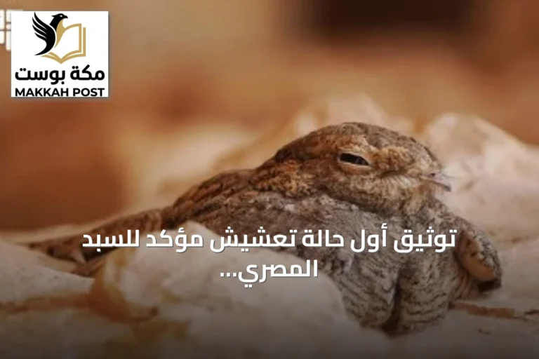 توثيق أول حالة تعشيش مؤكد للسبد المصري بمحمية الملك عبدالعزيز الملكية