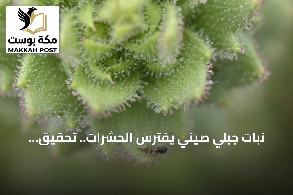 نبات جبلي صيني يفترس الحشرات.. تحقيق لفرضية داروين بعد قرن ونصف