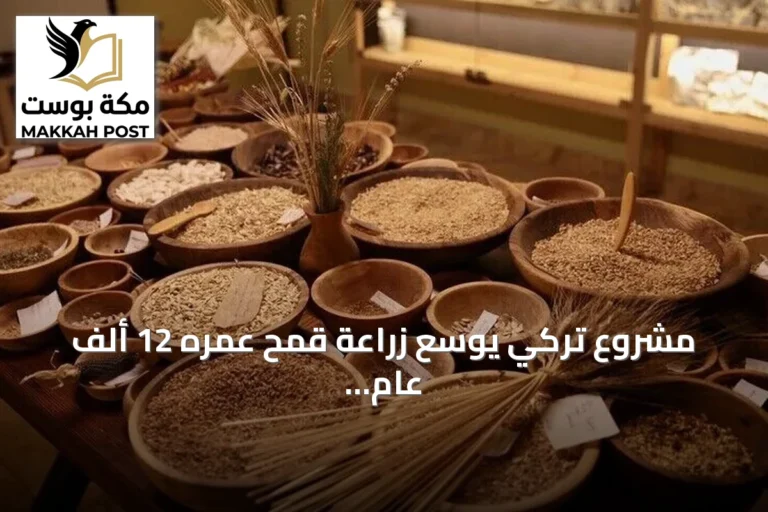 مشروع تركي يوسع زراعة قمح عمره 12 ألف عام ويوزع بذوره مجاناً