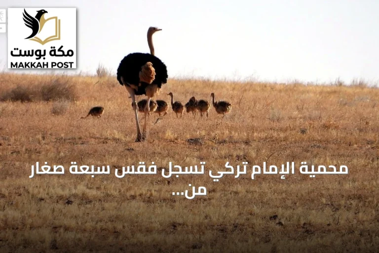 محمية الإمام تركي تسجل فقس سبعة صغار من النعام ذي الرقبة الحمراء