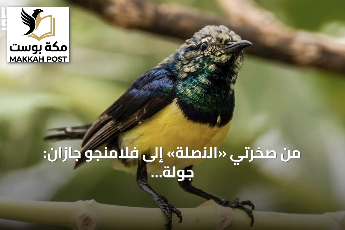 من صخرتي «النصلة» إلى فلامنجو جازان: جولة في أبرز المستجدات المحلية السعودية