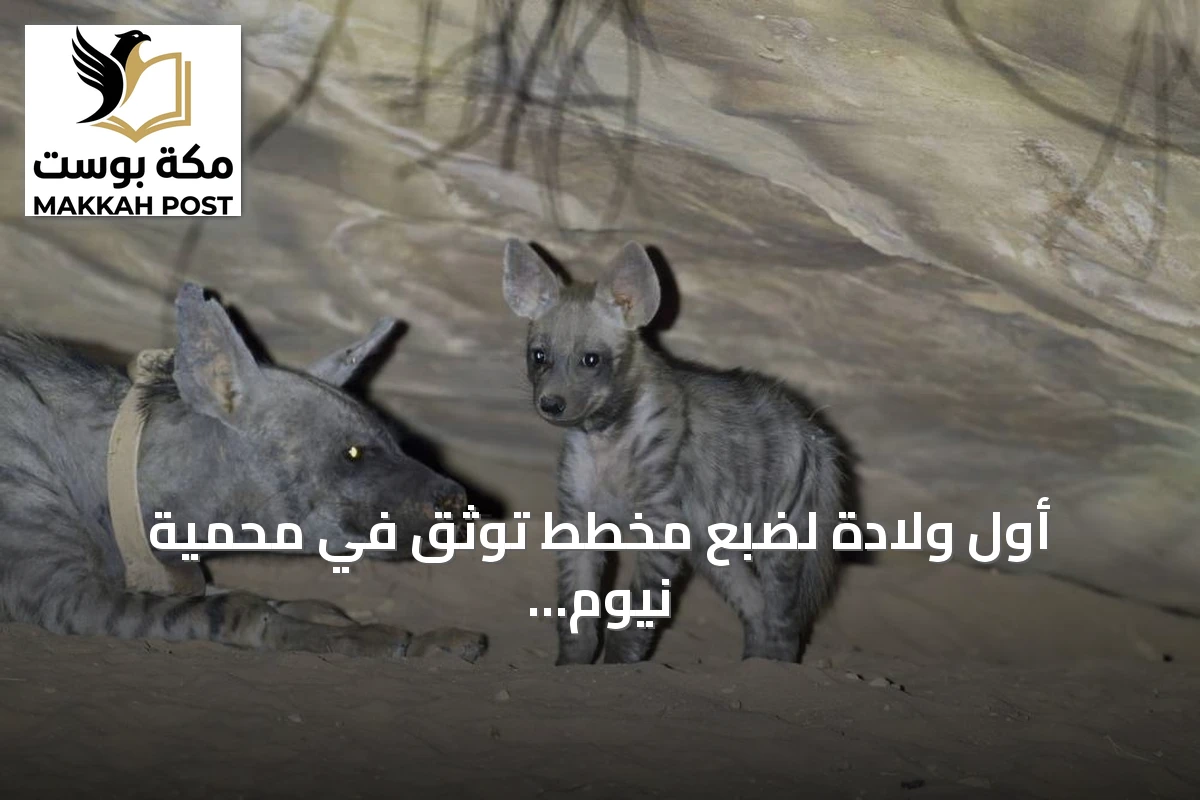 أول ولادة لضبع مخطط توثق في محمية نيوم الطبيعية بعد إعادة توطين ناجحة
