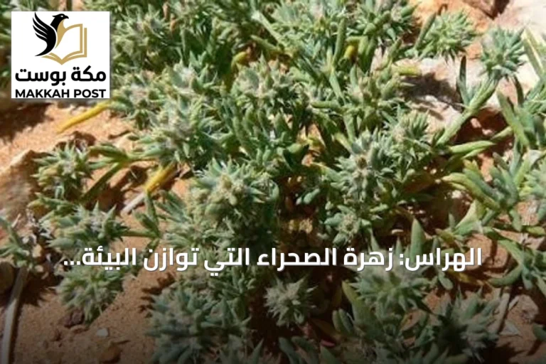 الهراس: زهرة الصحراء التي تُوازن البيئة في الربيع