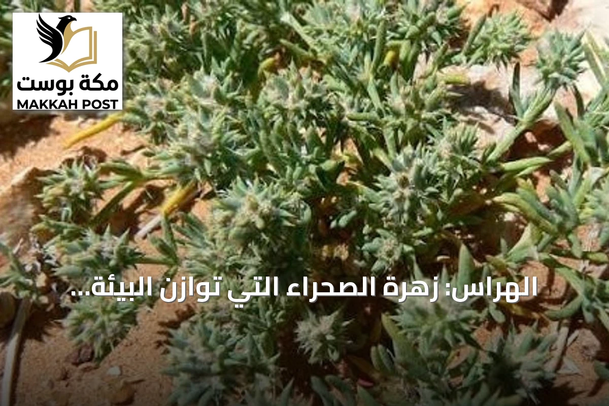 الهراس: زهرة الصحراء التي تُوازن البيئة في الربيع