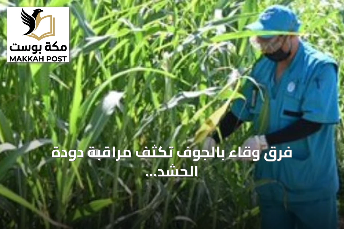 فرق وقاء بالجوف تكثف مراقبة دودة الحشد الخريفية في مزارع الذرة