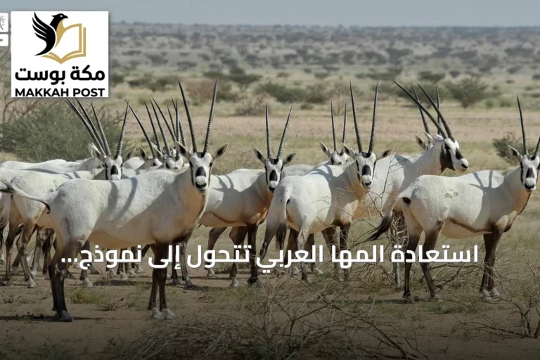 استعادة المها العربي تتحول إلى نموذج سعودي ناجح في حفظ الأنواع المهددة