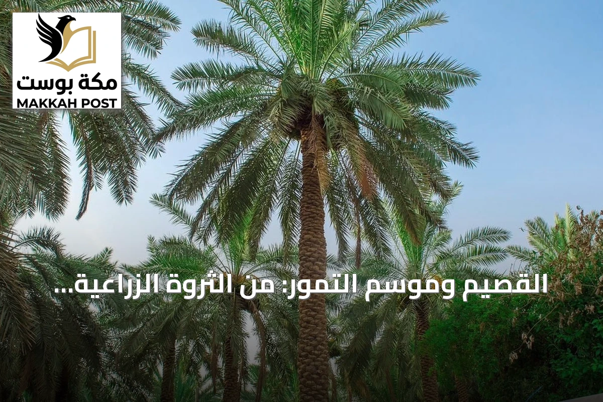 القصيم وموسم التمور: من الثروة الزراعية إلى محرك اقتصادي شامل