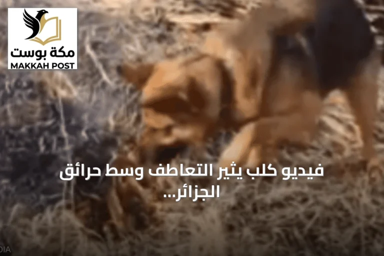 فيديو كلب يثير التعاطف وسط حرائق الجزائر المدمرة