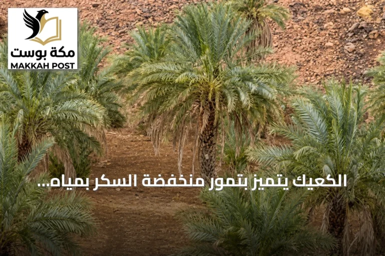 الكعيك يتميز بتمور منخفضة السكر بمياه المطر في وادي الصفراء