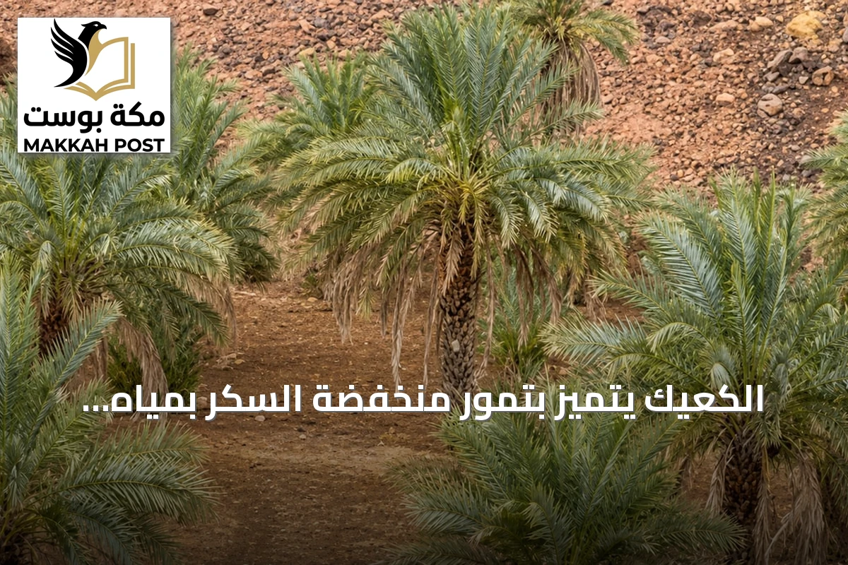 الكعيك يتميز بتمور منخفضة السكر بمياه المطر في وادي الصفراء