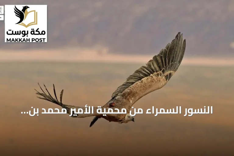 النسور السمراء من محمية الأمير محمد بن سلمان تستقر في أرمينيا والعراق بعد رحلة عبر ثماني دول