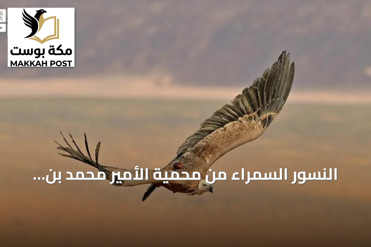 النسور السمراء من محمية الأمير محمد بن سلمان تستقر في أرمينيا والعراق بعد رحلة عبر ثماني دول