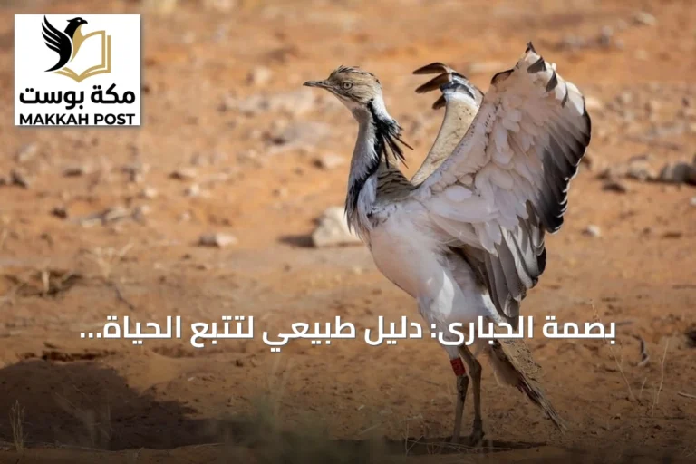بصمة الحبارى: دليل طبيعي لتتبع الحياة الفطرية في صحارى السعودية