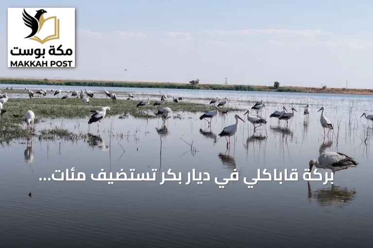 بركة قاباكلي في ديار بكر تستضيف مئات الطيور استعداداً للهجرة