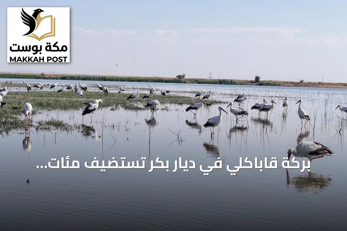 بركة قاباكلي في ديار بكر تستضيف مئات الطيور استعداداً للهجرة