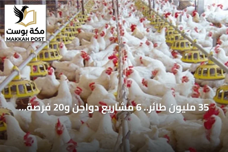 35 مليون طائر.. 6 مشاريع دواجن و20 فرصة استثمارية تدعم اقتصاد مكة