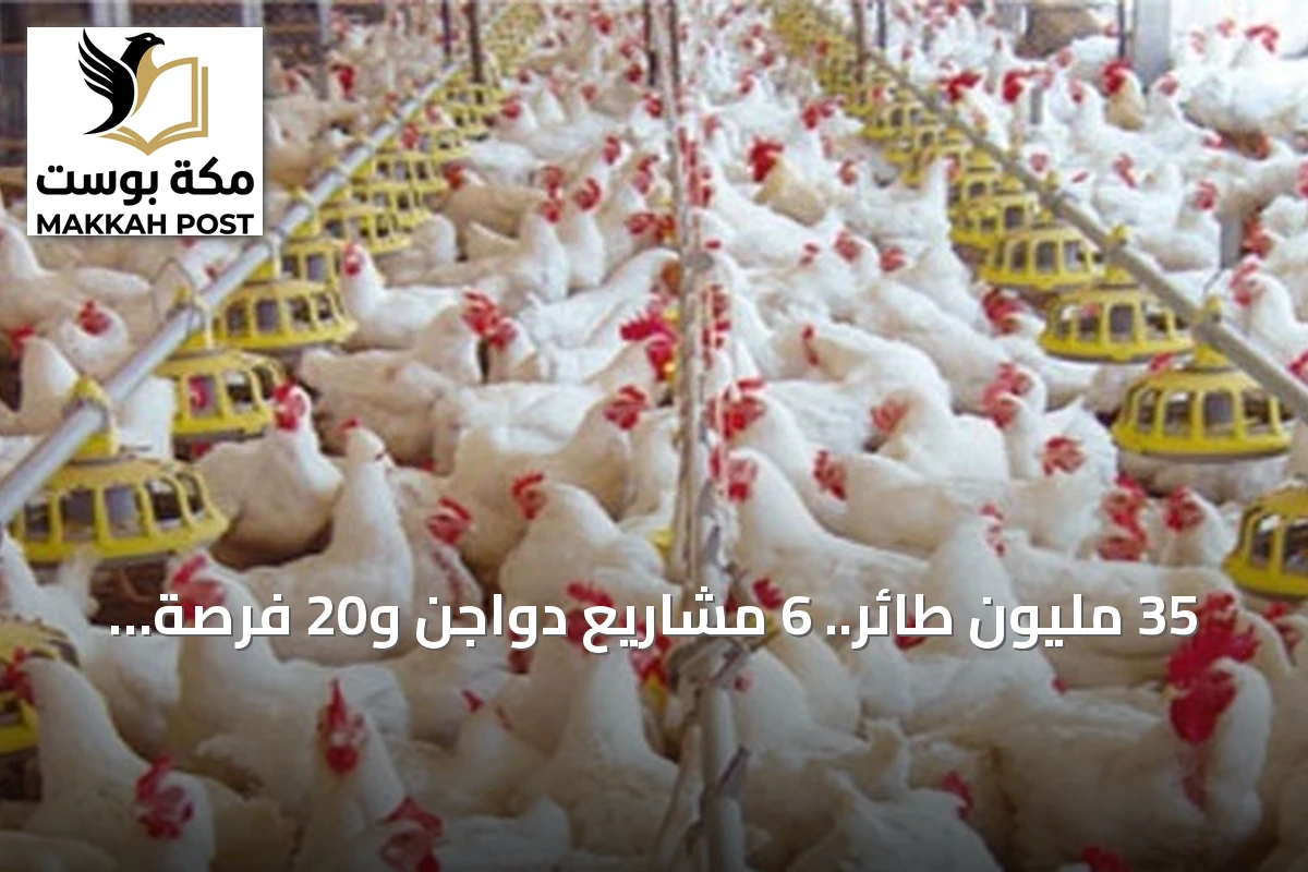 35 مليون طائر.. 6 مشاريع دواجن و20 فرصة استثمارية تدعم اقتصاد مكة