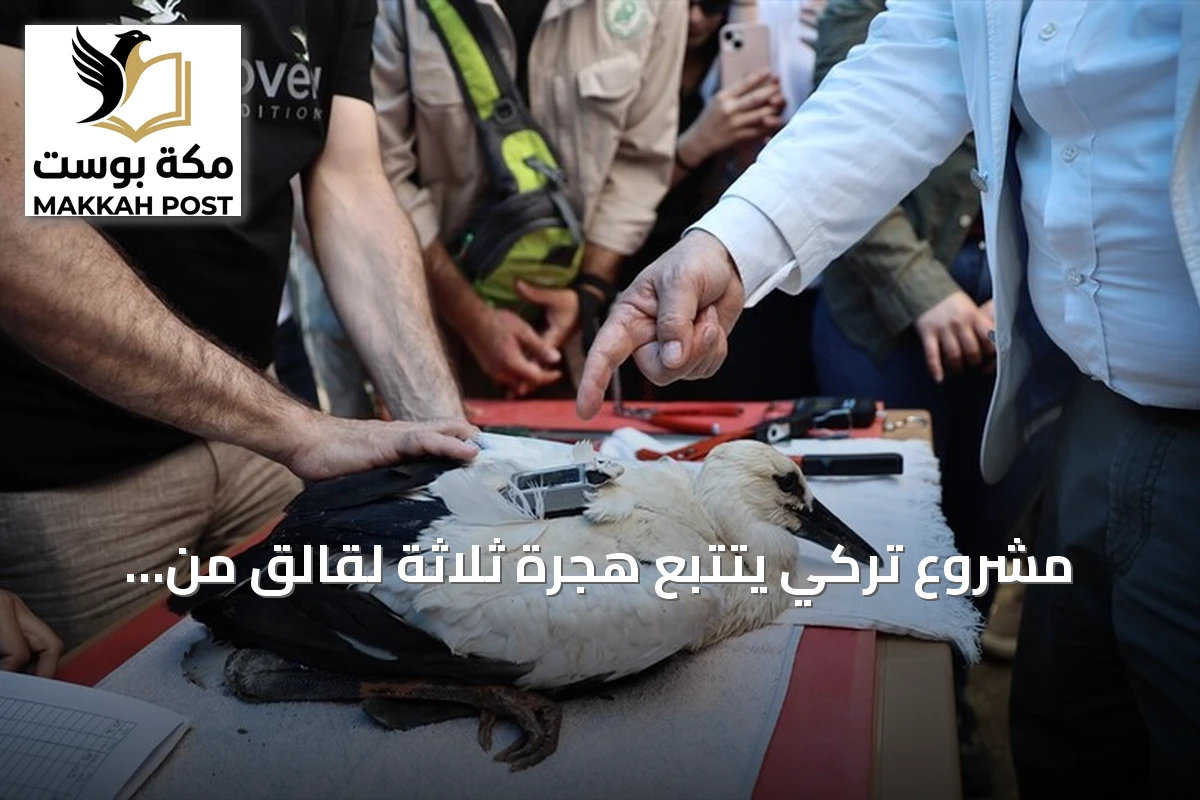 مشروع تركي يتتبع هجرة ثلاثة لقالق من سينوب إلى مصر وسوريا