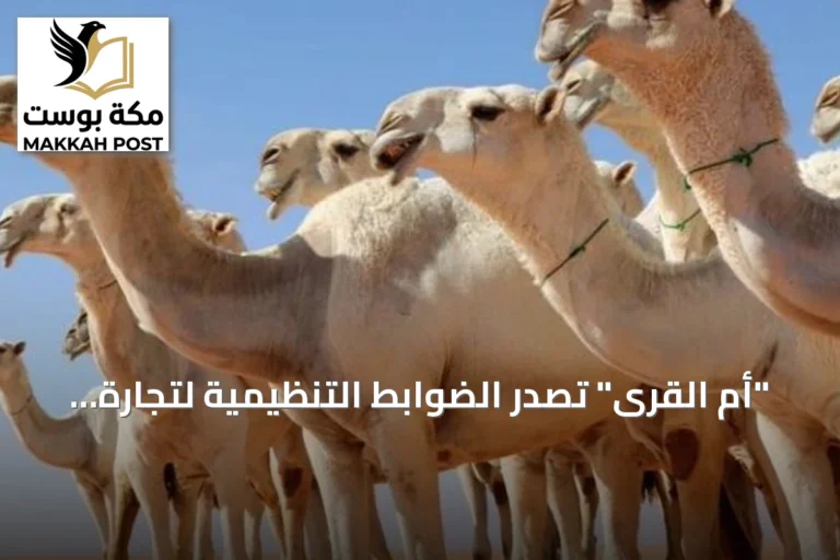"أم القرى" تصدر الضوابط التنظيمية لتجارة الإبل
