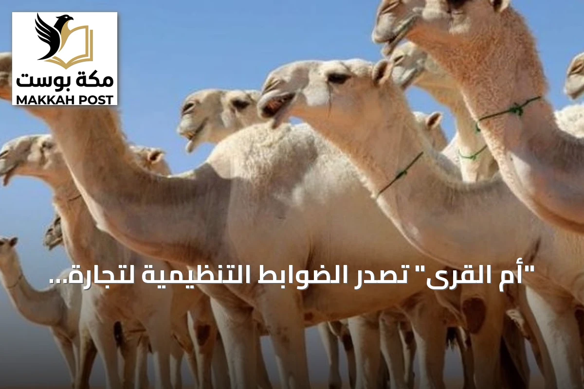 "أم القرى" تصدر الضوابط التنظيمية لتجارة الإبل