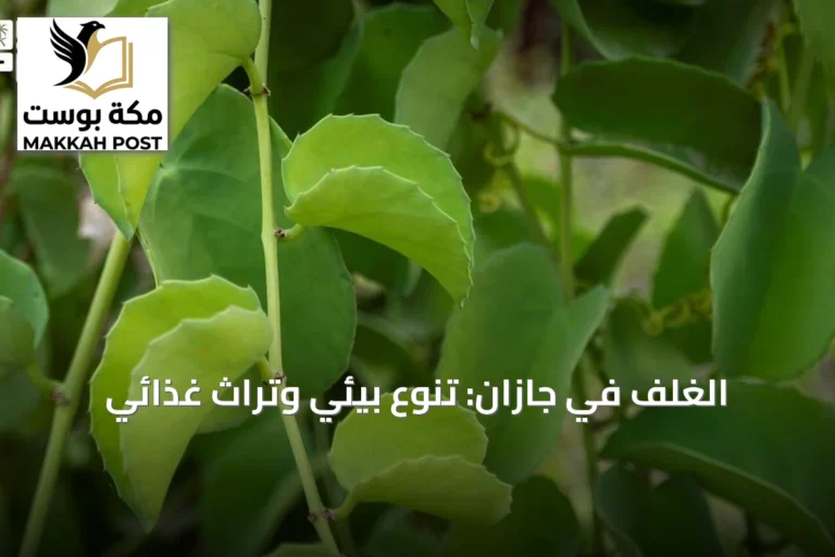 الغلِف في جازان: تنوع بيئي وتراث غذائي