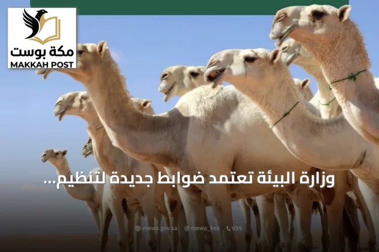وزارة البيئة تعتمد ضوابط جديدة لتنظيم تجارة الإبل في السعودية